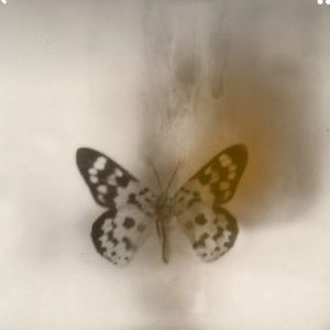 Meet your Posher, Darcy